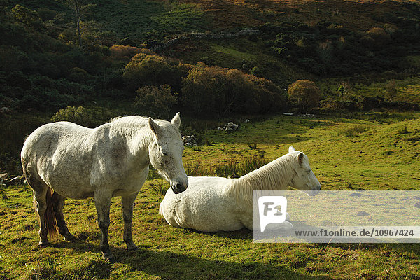 Weiße Pferde im Connemara-Nationalpark; Grafschaft Galway  Irland'.