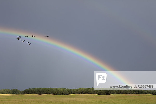 Kanadagänse (Branta canadensis) und Regenbogen über einem Farmfeld; Caldeon  Ontario  Kanada'.