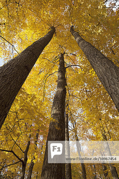 Niedriger Blickwinkel auf goldene Blätter an Bäumen im Herbst; Brampton  Ontario  Kanada'.