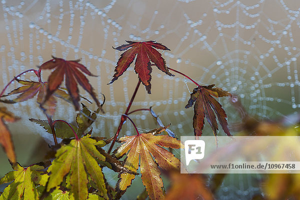 Japanische Ahornblätter färben sich herbstlich  im Hintergrund ein mit Wassertropfen bedecktes Spinnennetz; Astoria  Oregon  Vereinigte Staaten von Amerika'.