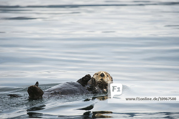 A sea otter swims away on its back in Kukak Bay  Katmai National Park & Preserve  Alaska.