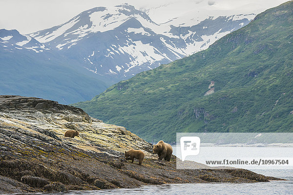A brown bear sow and her yearling cubs forage the shoreline for food in Kukak Bay  Katmai National Park & Preserve  Alaska.