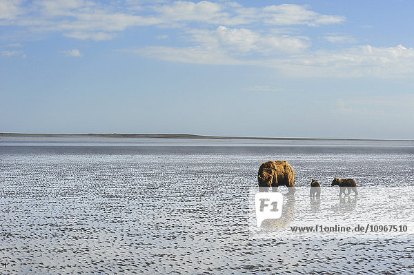 A brown bear sow and her cubs wander across the mudflats at low tide in search of clams  Lake Clark National Park & Preserve  Alaska.