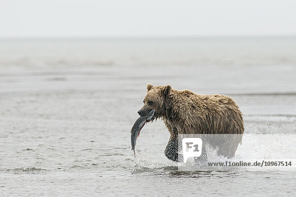 A brown bear sow hauls away a coho (silver) salmon in Lake Clark National Park & Preserve  Alaska.