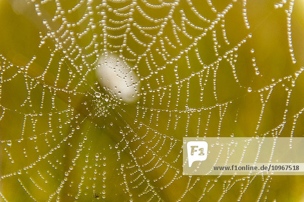 Morgentau auf einem Spinnennetz am Silver Salmon Creek im Lake Clark National Park & Preserve  Alaska.