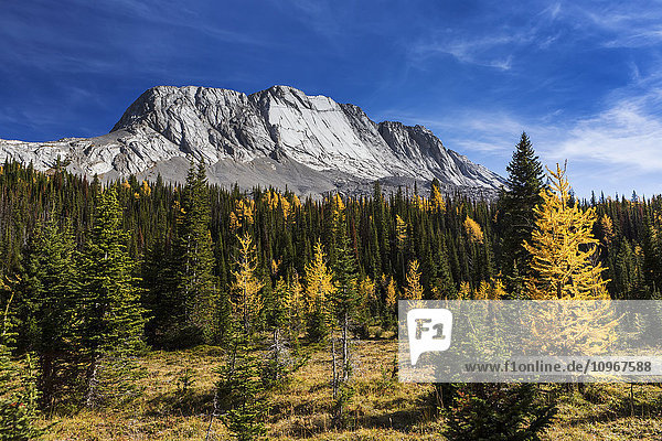 Almwiese mit bunten Lärchen im Herbst und Berg mit blauem Himmel und Wolken im Hintergrund  Kananaskis Provincial Park; Alberta  Kanada'.
