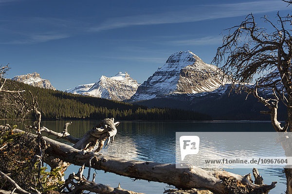 Bergsee mit Treibholz im Vordergrund  in dem sich schneebedeckte Berge mit blauem Himmel und Wolken spiegeln  Banff National Park; Alberta  Kanada'.