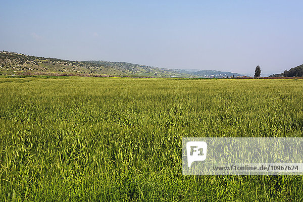 Ernte auf einem Feld im Tal von Elah; Israel