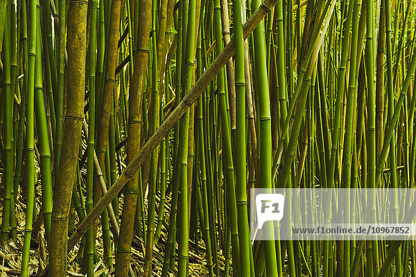 Bambushain im Haleakala-Nationalpark; Maui,  Hawaii,  Vereinigte Staaten von Amerika'.