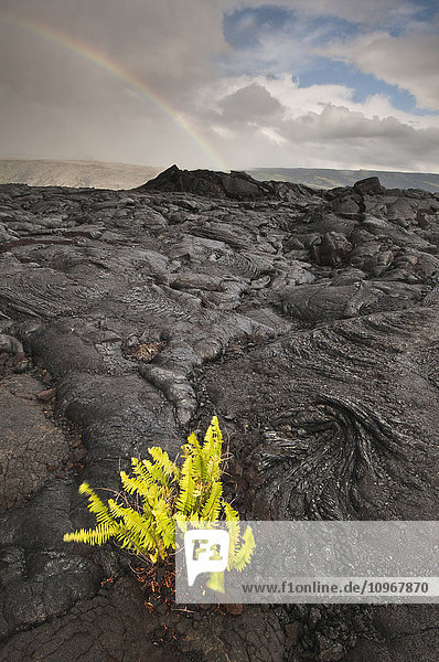 Farn  der aus einem erkalteten Lavabett im Hawaii Volcanoes National Park wächst; Insel Hawaii  Hawaii  Vereinigte Staaten von Amerika'.