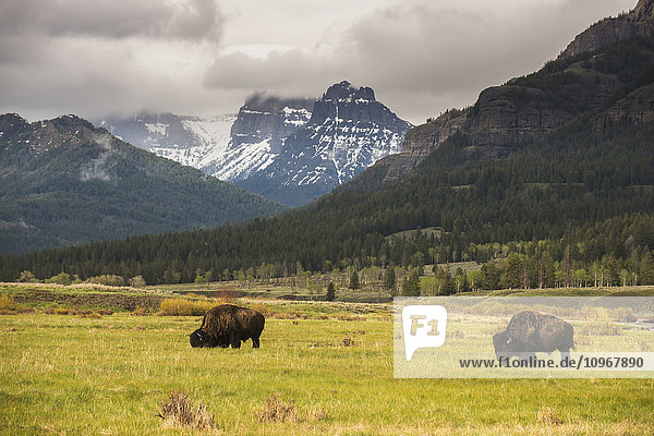 Ein Paar amerikanischer Bisons weidet im Lamar Valley im Yellowstone National Park; Wyoming  Vereinigte Staaten von Amerika'.
