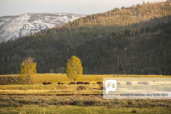 Eine Gruppe amerikanischer Bisons (Bison bison) zieht im Lamar Valley im Yellowstone National Park vorbei; Wyoming  Vereinigte Staaten von Amerika'.