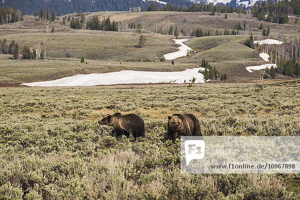 Ein Paar junger Braunbären (ursus arctos) bewegt sich durch das Gebiet Gardners Hole im Yellowstone-Nationalpark; Wyoming  Vereinigte Staaten von Amerika'.