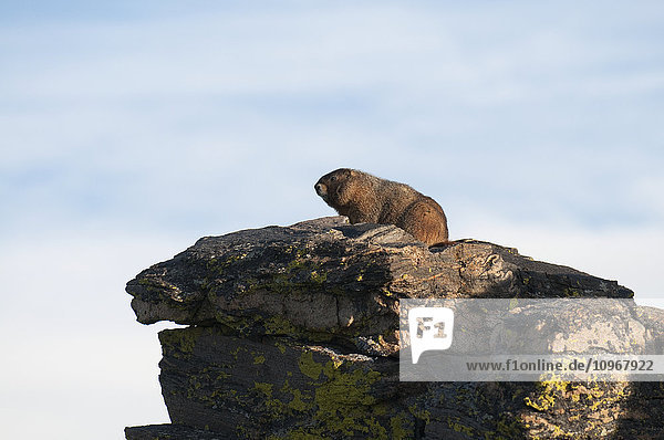 Ein Murmeltier (Marmota caligata) hockt in der Morgensonne auf einem Felsen in der Nähe von Rock Cut im Rocky Mountain National Park  Colorado  Vereinigte Staaten von Amerika