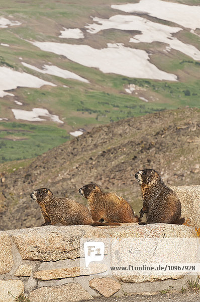 Ein Trio von Murmeltieren (Marmota caligata) ruht auf einer künstlichen Felswand entlang der Trail Ridge Road im Rocky Mountain National Park; Colorado  Vereinigte Staaten von Amerika'.