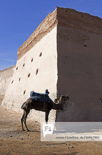 Einsam an der Festungsmauer angebundenes Kamel wartet auf den Transport eines Touristen; Agadir  Marokko'.