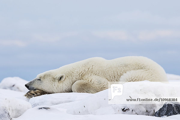 'Polar bear (ursus maritimus) along the Hudson Bay coastline waiting for the bay to freeze over; Churchill Manitoba Canada'