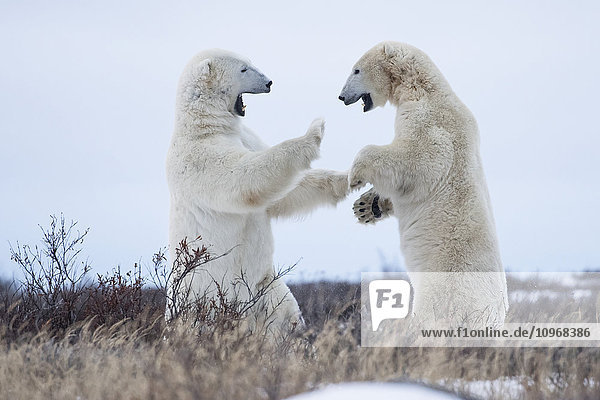 'Polar bears sparring on the coast of Hudson Bay; Manitoba  Canada'