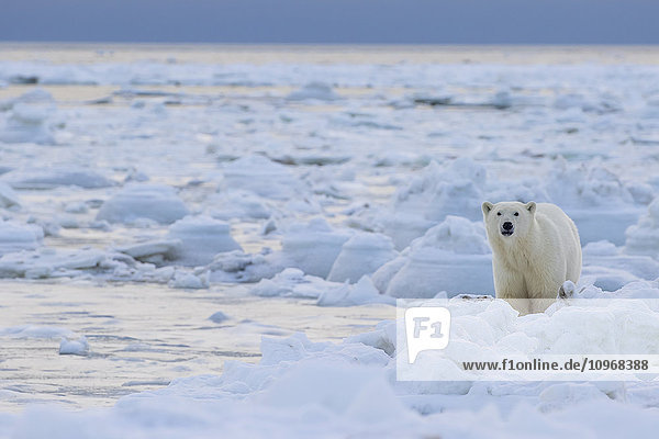 'Polar bear (ursus maritimus) along the Hudson Bay coast waiting for the bay to freeze over; Manitoba Canada'