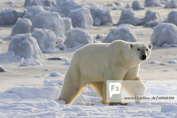 'Polar bear (ursus maritimus) along the Hudson Bay coast waiting for the bay to freeze over; Manitoba Canada'