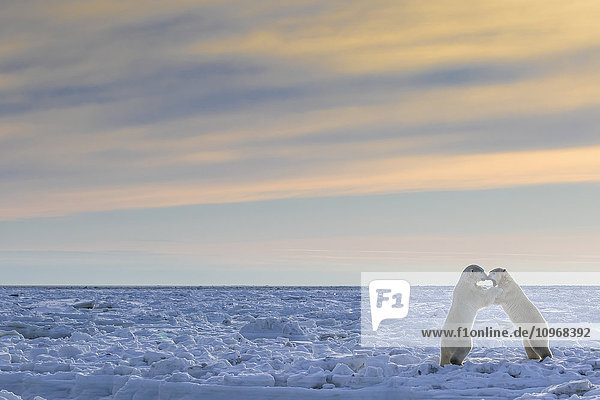 'Polar bears (ursus maritimus) sparring on the coast of Hudson Bay; Manitoba Canada'