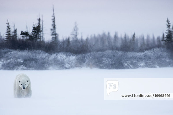 'Polar bear (ursus maritimus) walking in a blizzard; Churchill Manitoba Canada'