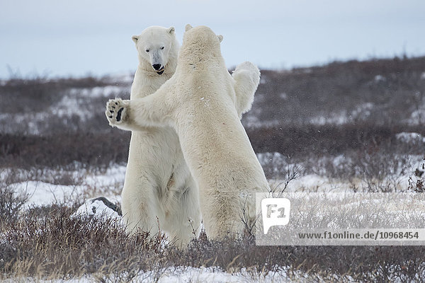 Eisbären (ursus maritimus) beim Sparring an der Küste der Hudson Bay; Manitoba  Kanada .
