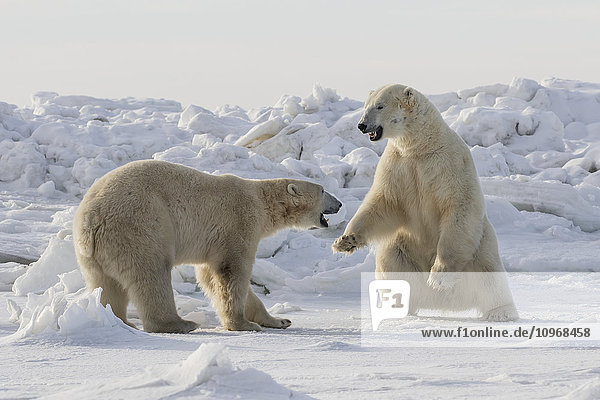 Eisbären (ursus maritimus) beim Sparring an der Küste der Hudson Bay; Churchill  Manitoba  Kanada'.