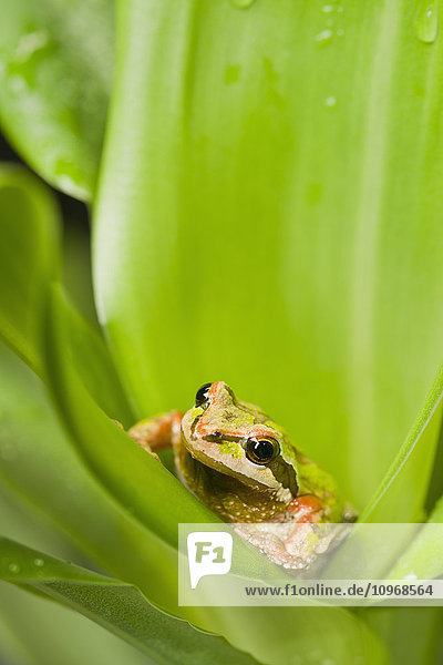 'Pacific Chorus Frog (Pseudacris regilla) in leaf rosette; St. Albert  Alberta  Canada'