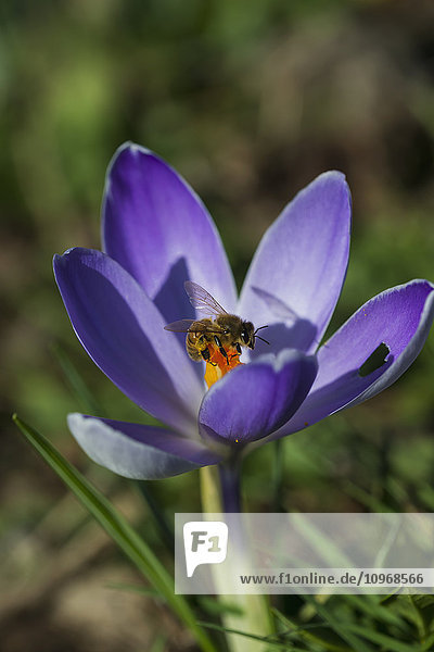 Ein Insekt auf einem blühenden Krokus im Garten; Astoria  Oregon  Vereinigte Staaten von Amerika'.