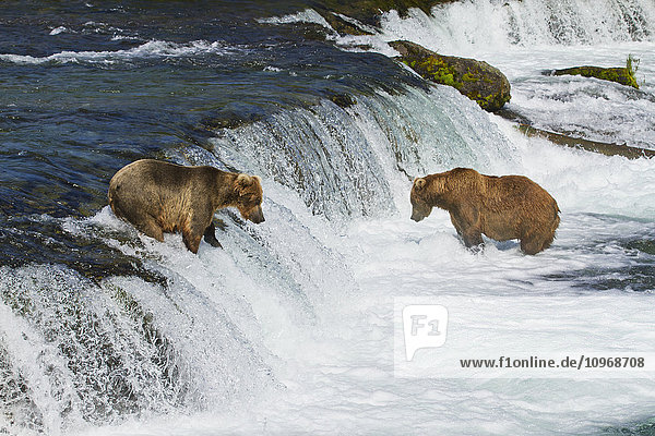Braunbären (Ursus arctos) beim Fischen auf Sockeye-Lachs an den Brooks Falls  Brooks River  Katmai National Park and Preserve  Südwest-Alaska