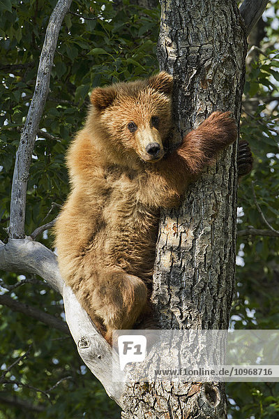Brown bear (Ursus arctos) yearling cub climbing down from balsam poplar tree (Populus balsamifera) in summer  Katmai National Park and Preserve  Southwest Alaska