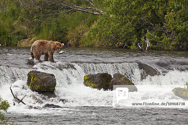 Braunbär (Ursus arctos) im Brooks River oberhalb der Brooks Falls mit einem Sockeye-Lachs  Katmai Nationial Park and Preserve  Südwest-Alaska