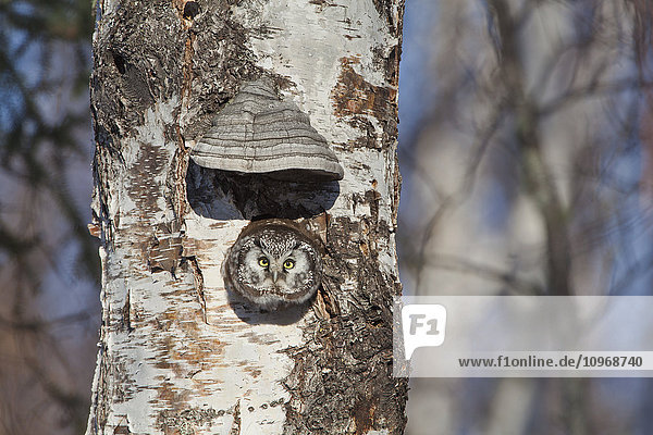 Boreal owl (Aegolius funereus) looking out from nesting cavity in hollow birch tree near Fairbanks Alaska  Spring