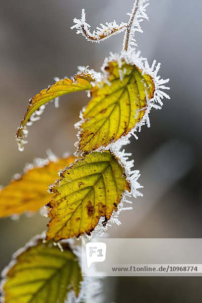 Blätter mit Frost an den Rändern; Pitt Meadows  British Columbia  Kanada'.