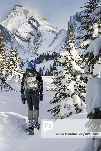 'Female snowshoer on snow trail with snow covered trees and snow covered mountains in the background with blue sky; Kananaskis Country  Alberta  Canada'