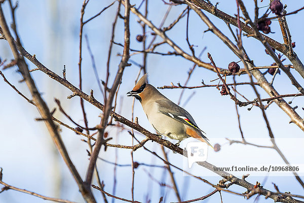 'Close up of a Cedar Waxwing (Bombycilla cedrorum) bird on a bare branch of a crab apple tree with blue sky in the background; Calgary  Alberta  Canada'