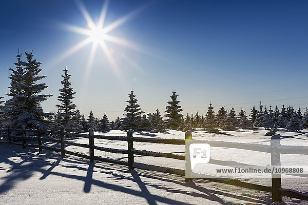 Silhouette eines Holzzauns in einem schneebedeckten Feld mit schneebedeckten immergrünen Bäumen  Sonne und blauem Himmel; Calgary  Alberta  Kanada
