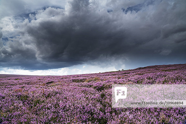 Rosa blühende Blumen auf einem Feld  North Yorkshire Moors; North Yorkshire  England'.