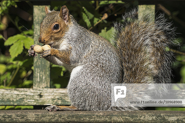 Eichhörnchen hält eine geschälte Erdnuss; Gateshead  Tyne and Wear  England'.