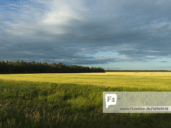'Green fields in various shades under a cloudy sky; Matlock  Manitoba  Canada'