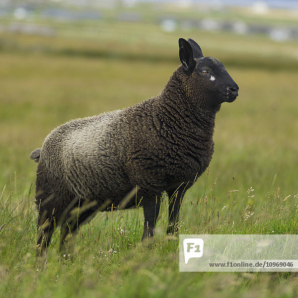 'Black sheep standing in a grass field; John O'Groats  Scotland'