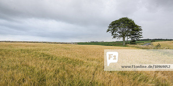 Feld mit braunem und grünem Gras und einem einzelnen Baum unter einem bewölkten Himmel; Boarhills  Schottland'.