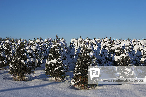 Weihnachtsbaumfarm im Winter unter blauem Himmel; Hatley  Quebec  Kanada'.