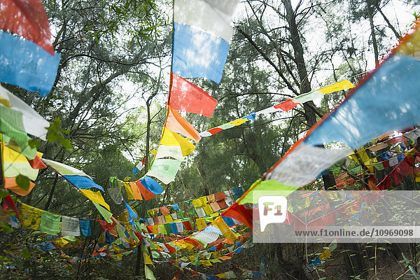 'Beautiful tibetan flags in the forest; Xiamen  Fujian Province  China'