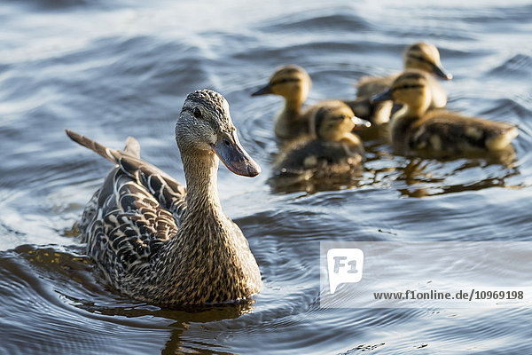 'A duck with her ducklings on Lake of the Woods; Ontario  Canada'