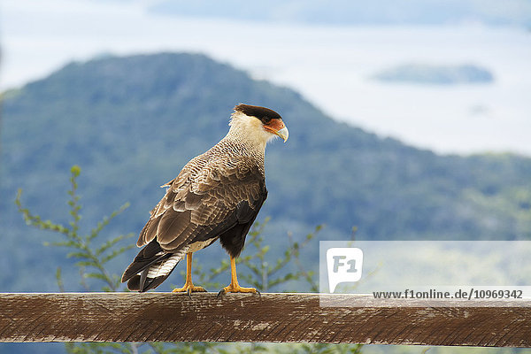 Bunter Greifvogel auf einem Holzgeländer mit Blick auf einen Bergsee; Bariloche  Argentinien'.
