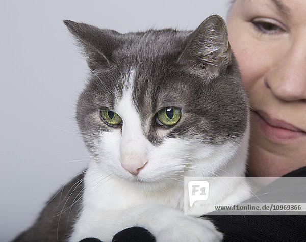 Kurzhaarige Hauskatze auf der Schulter ihres Besitzers  aufgenommen in einem Studio vor einem weißen Hintergrund; Edmonton  Alberta  Kanada
