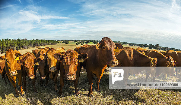 Beefmaster-Kuhherde; Reddick  Florida  Vereinigte Staaten von Amerika'.