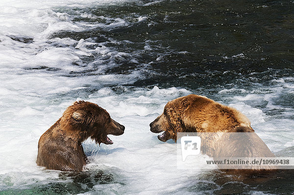 Braunbären stehen sich am Brooks-Wasserfall gegenüber  Katmai-Nationalpark  Südwest-Alaska